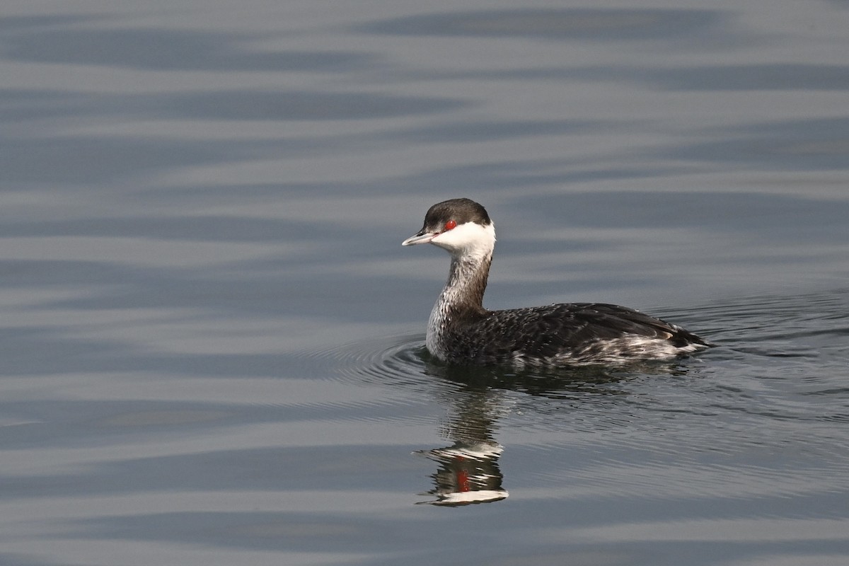 Horned Grebe - ML642171710