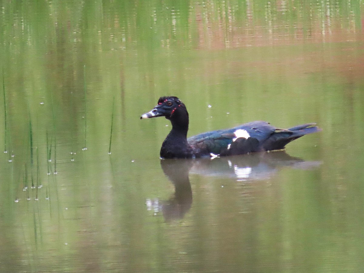 Muscovy Duck - ML642171714