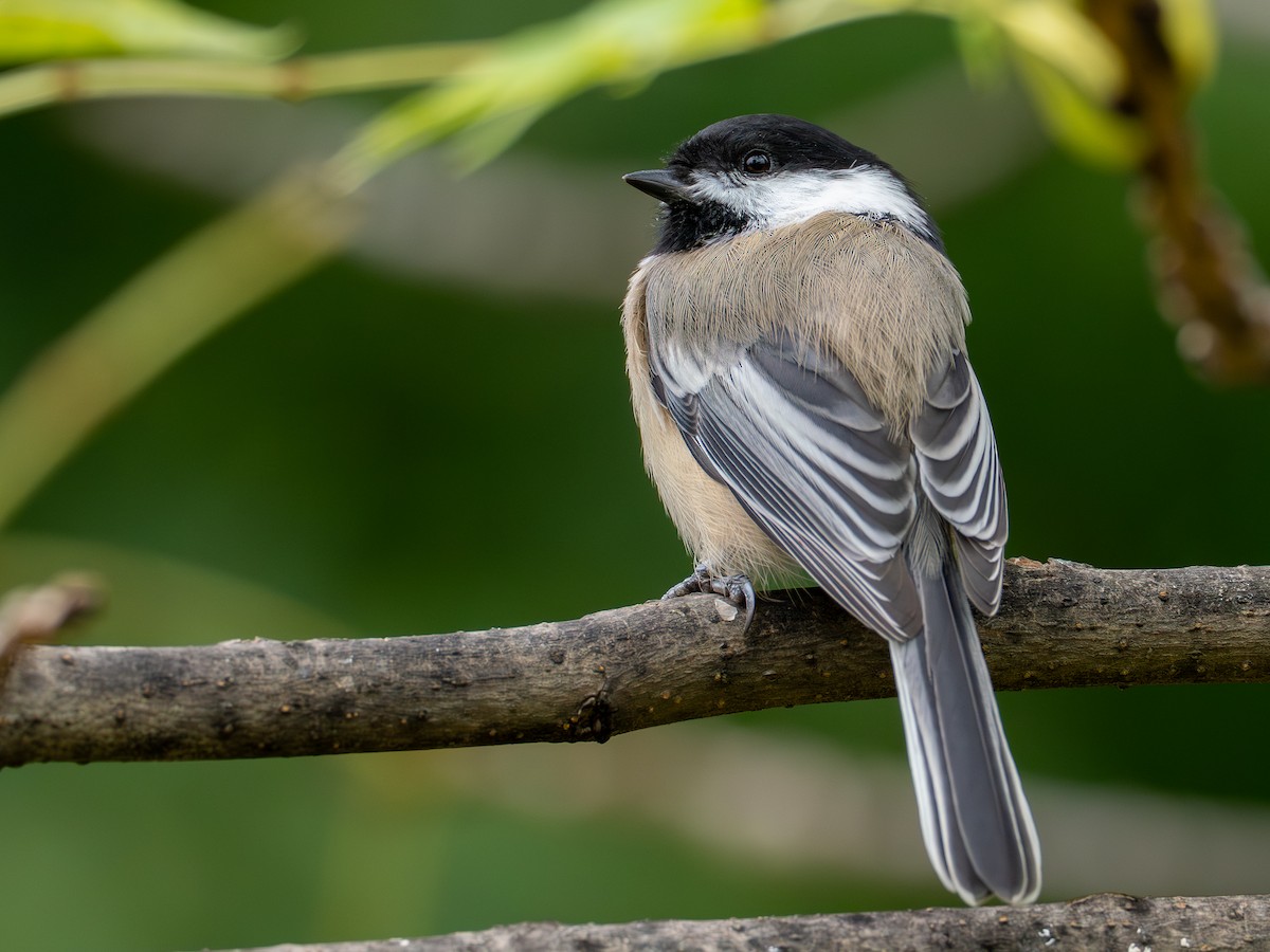 Black-capped Chickadee - ML642171717