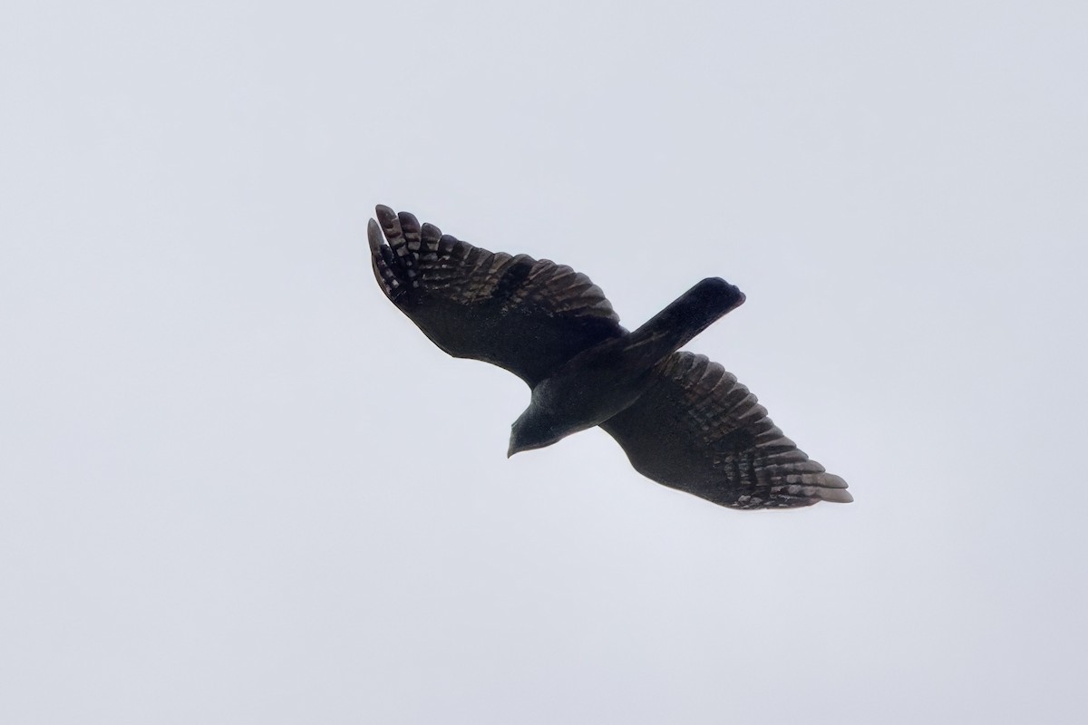 Slaty-backed Forest-Falcon - ML642171729