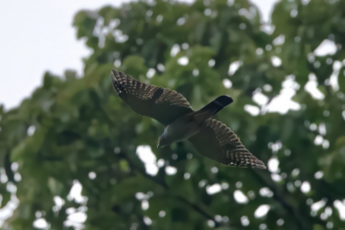 Slaty-backed Forest-Falcon - ML642171731
