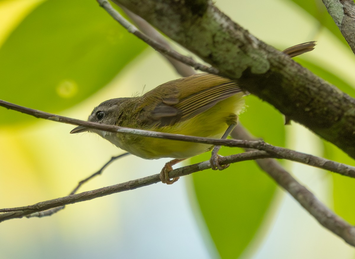 Yellow-bellied Warbler - ML642171736