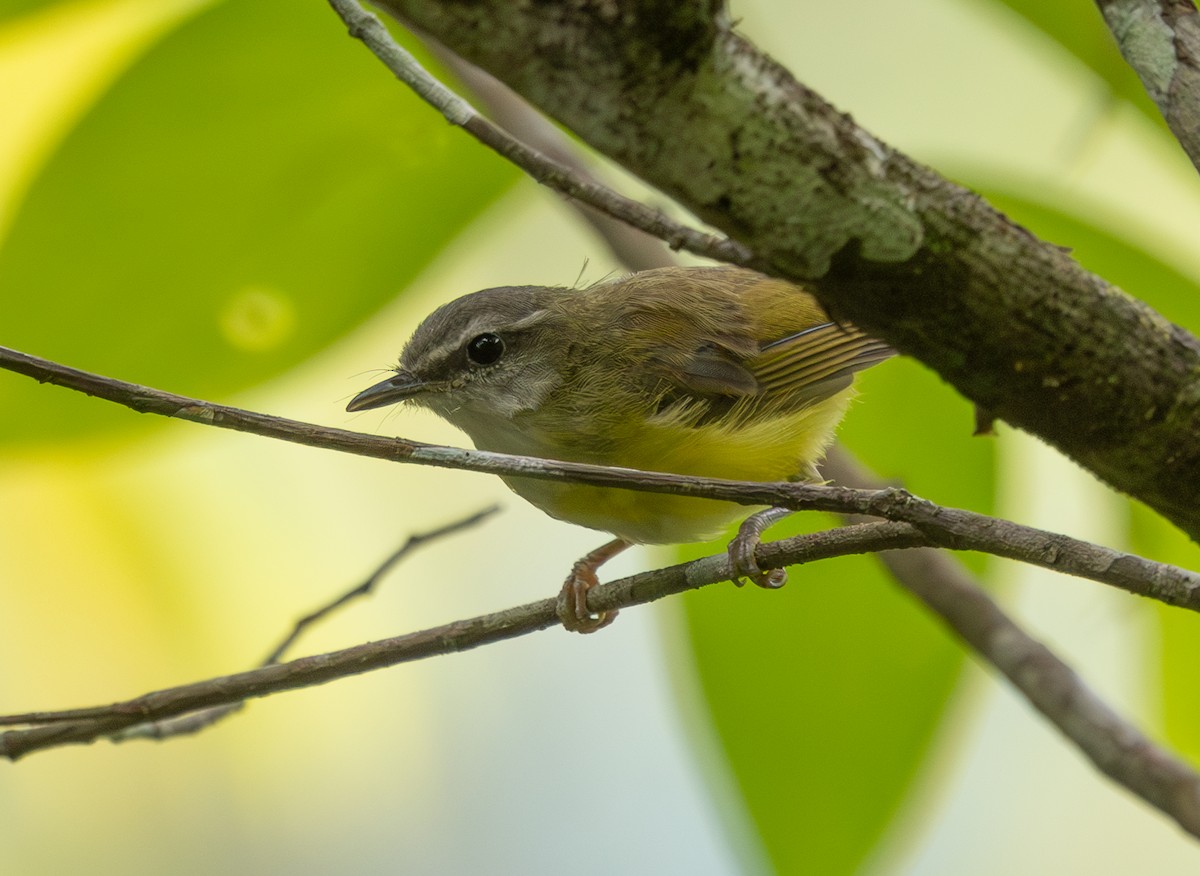 Yellow-bellied Warbler - ML642171737