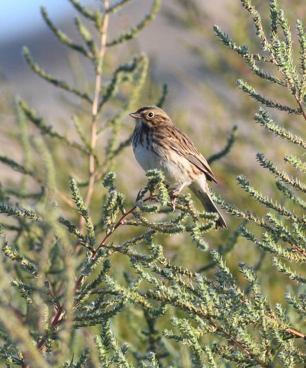Vesper Sparrow - ML642171745
