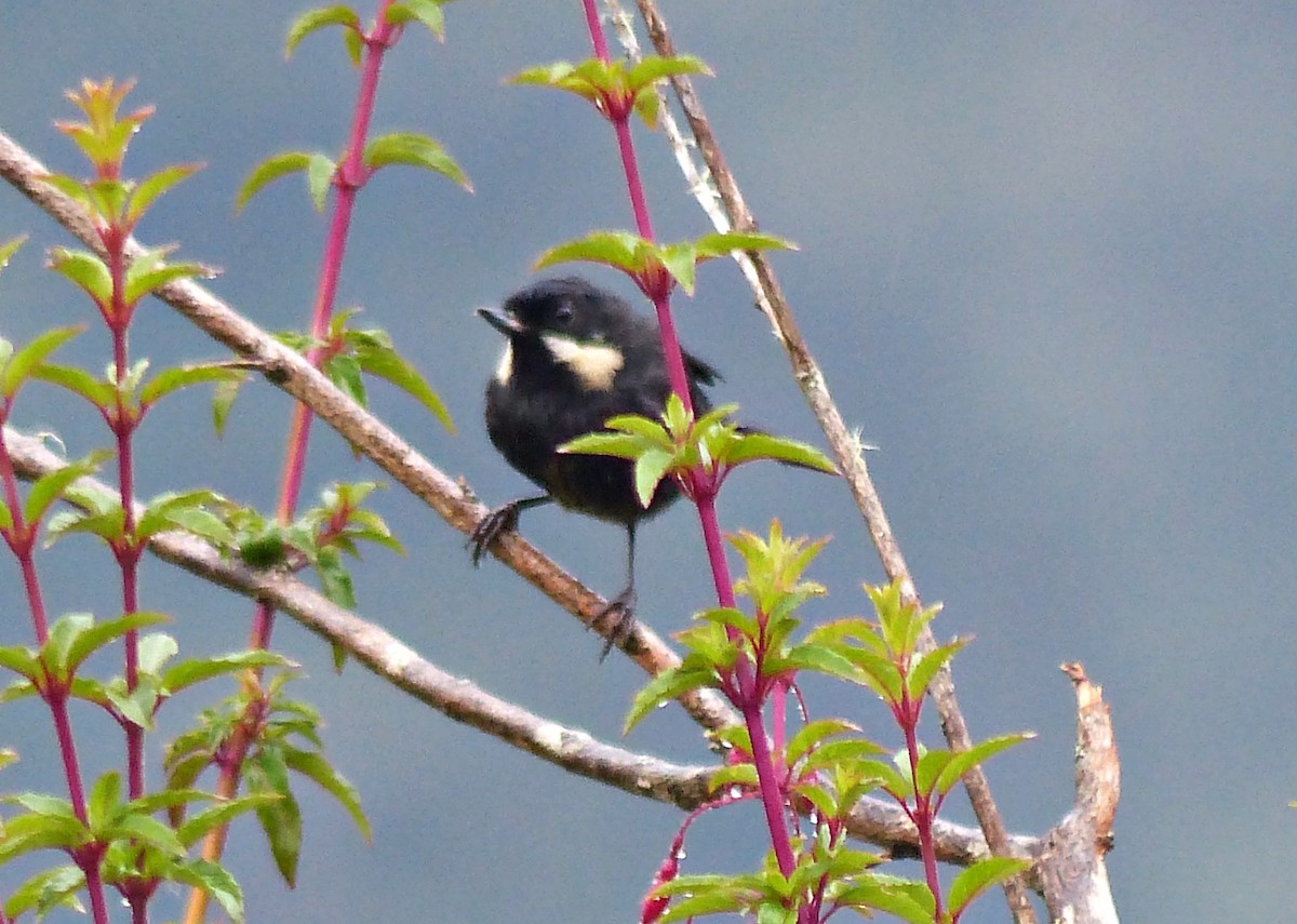Barthakenschnabel - ML642171747