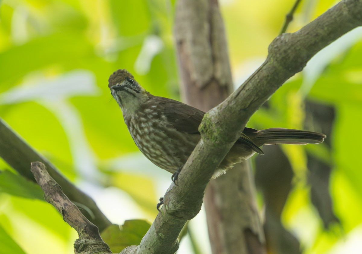 Spot-necked Bulbul - ML642171751