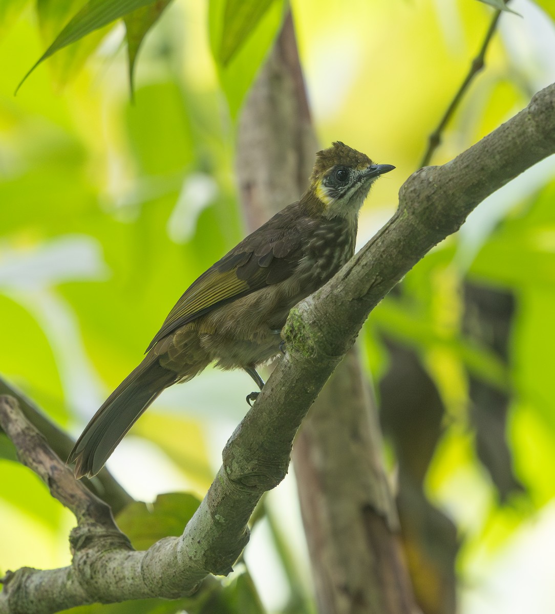 Spot-necked Bulbul - ML642171752