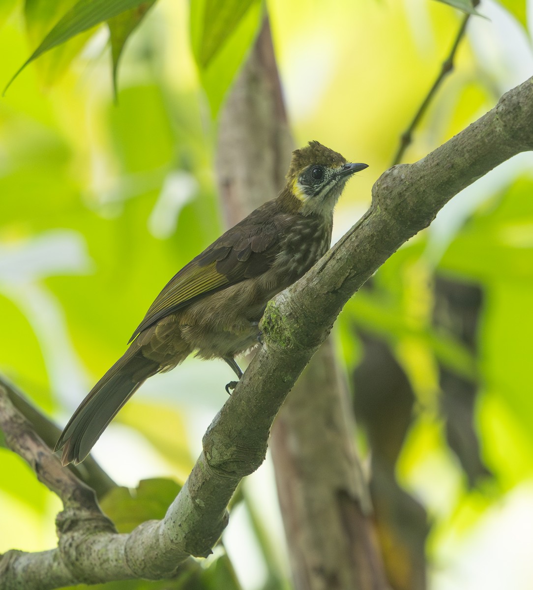 Spot-necked Bulbul - ML642171753