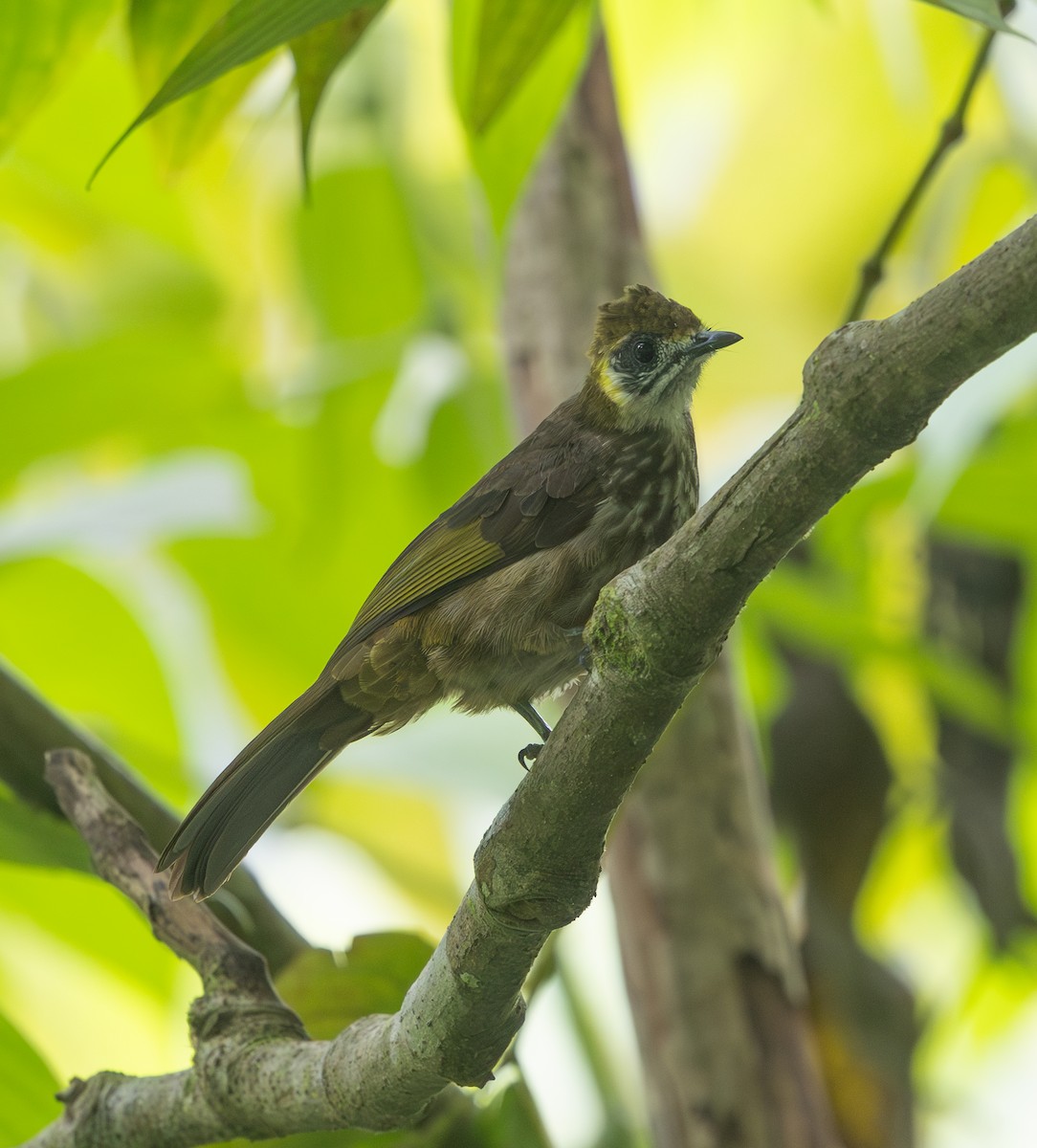 Spot-necked Bulbul - ML642171754