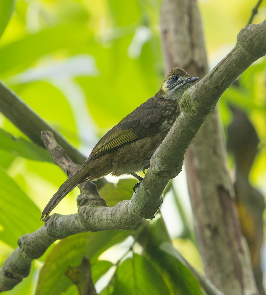 Spot-necked Bulbul - ML642171755