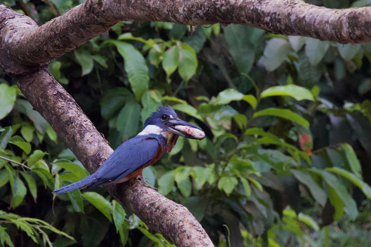 Ringed Kingfisher - ML642171756