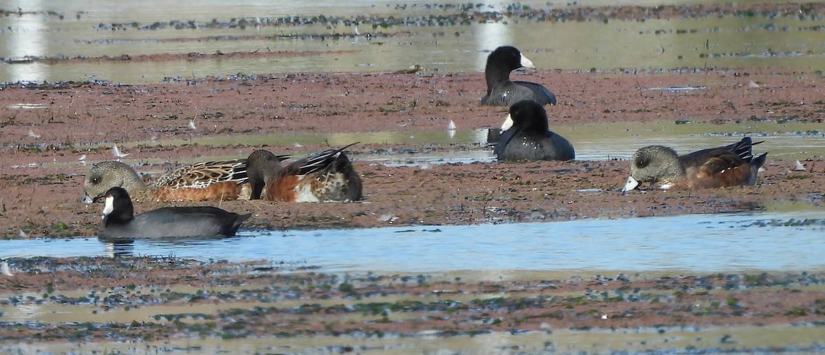 American Wigeon - ML642171757
