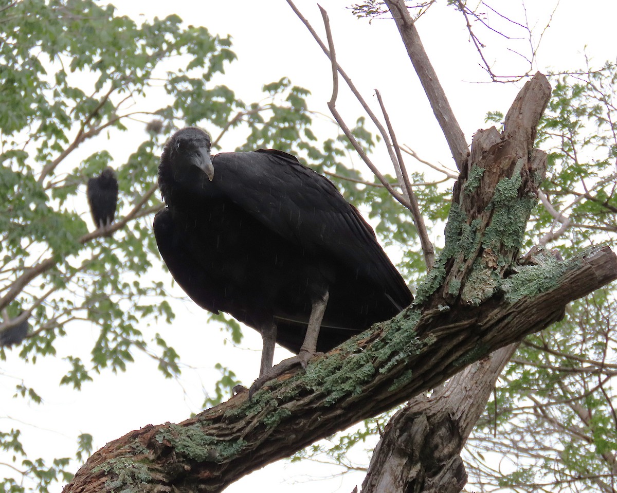 Black Vulture - ML642171758