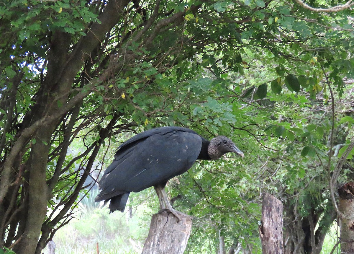 Black Vulture - ML642171759