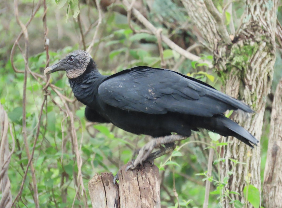 Black Vulture - ML642171761