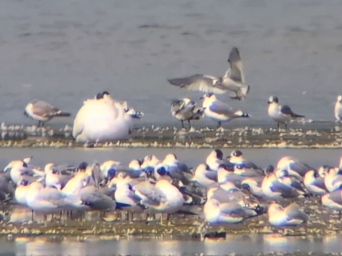Sabine's Gull - ML642171762