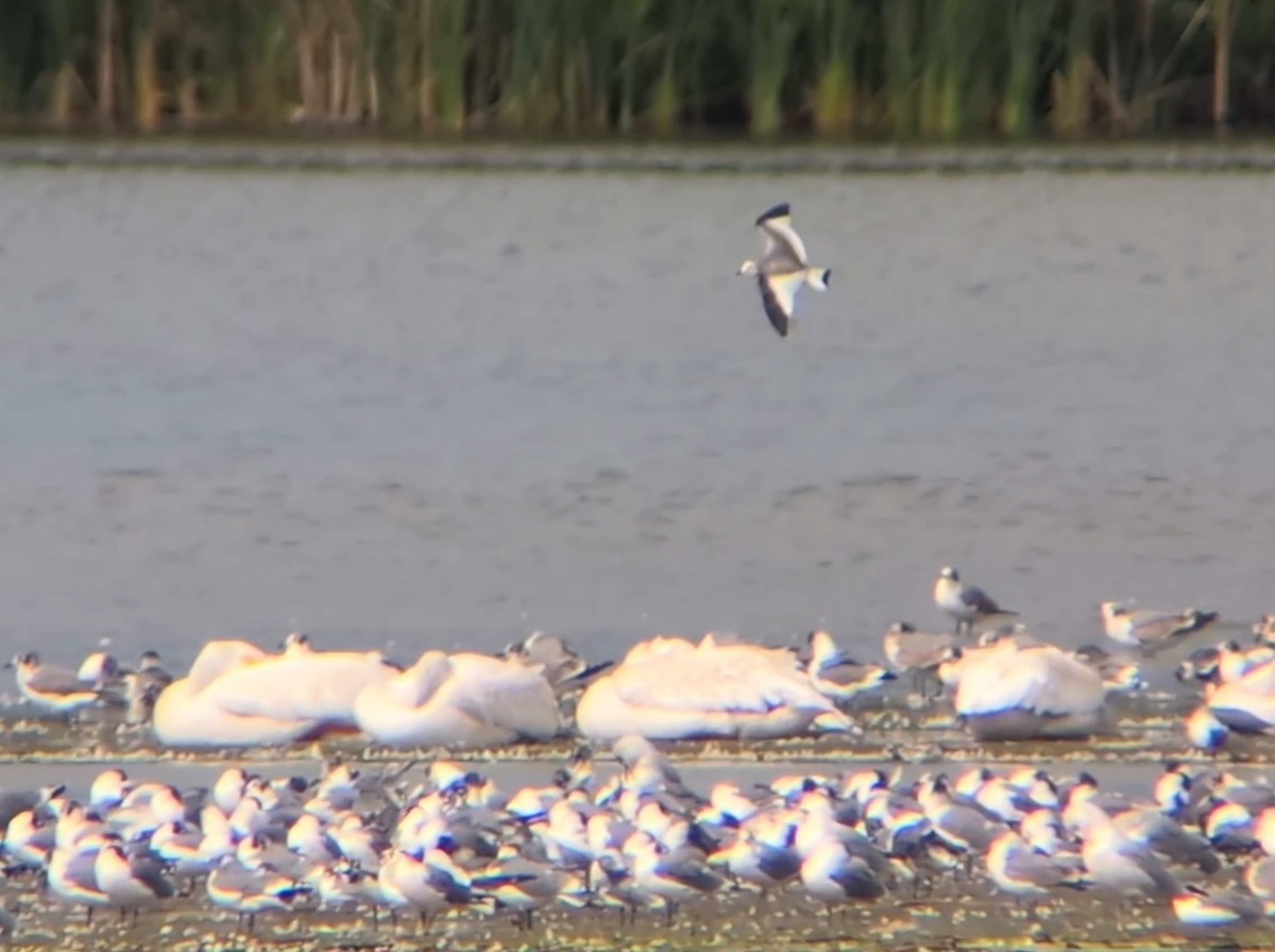 Sabine's Gull - ML642171763