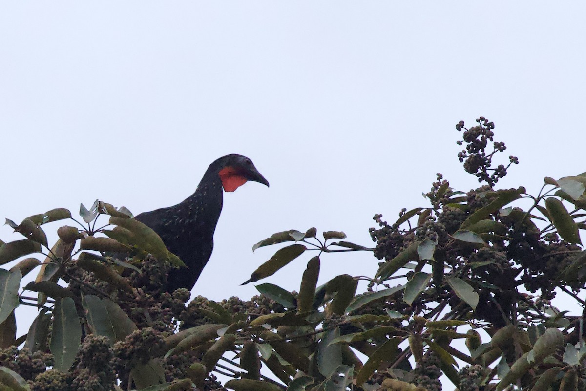 Spix's Guan - ML642171766