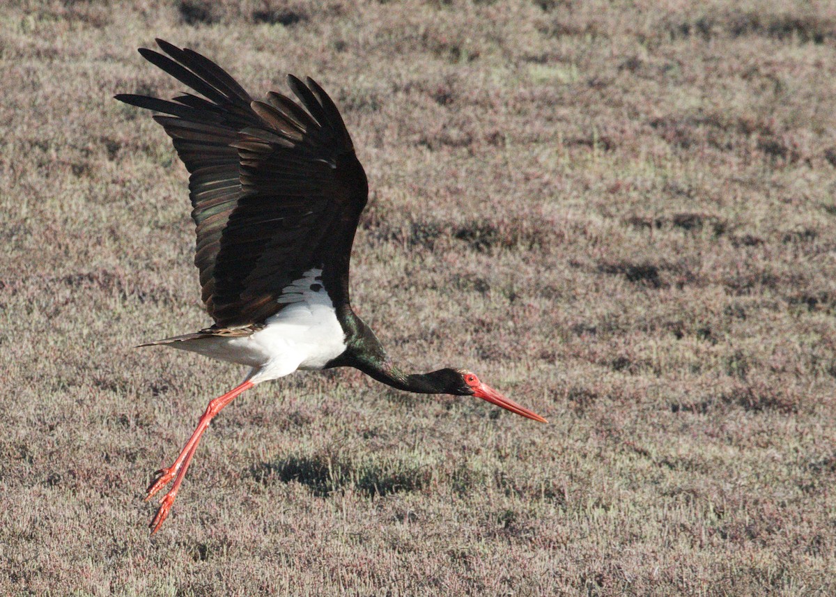 Black Stork - ML642171767