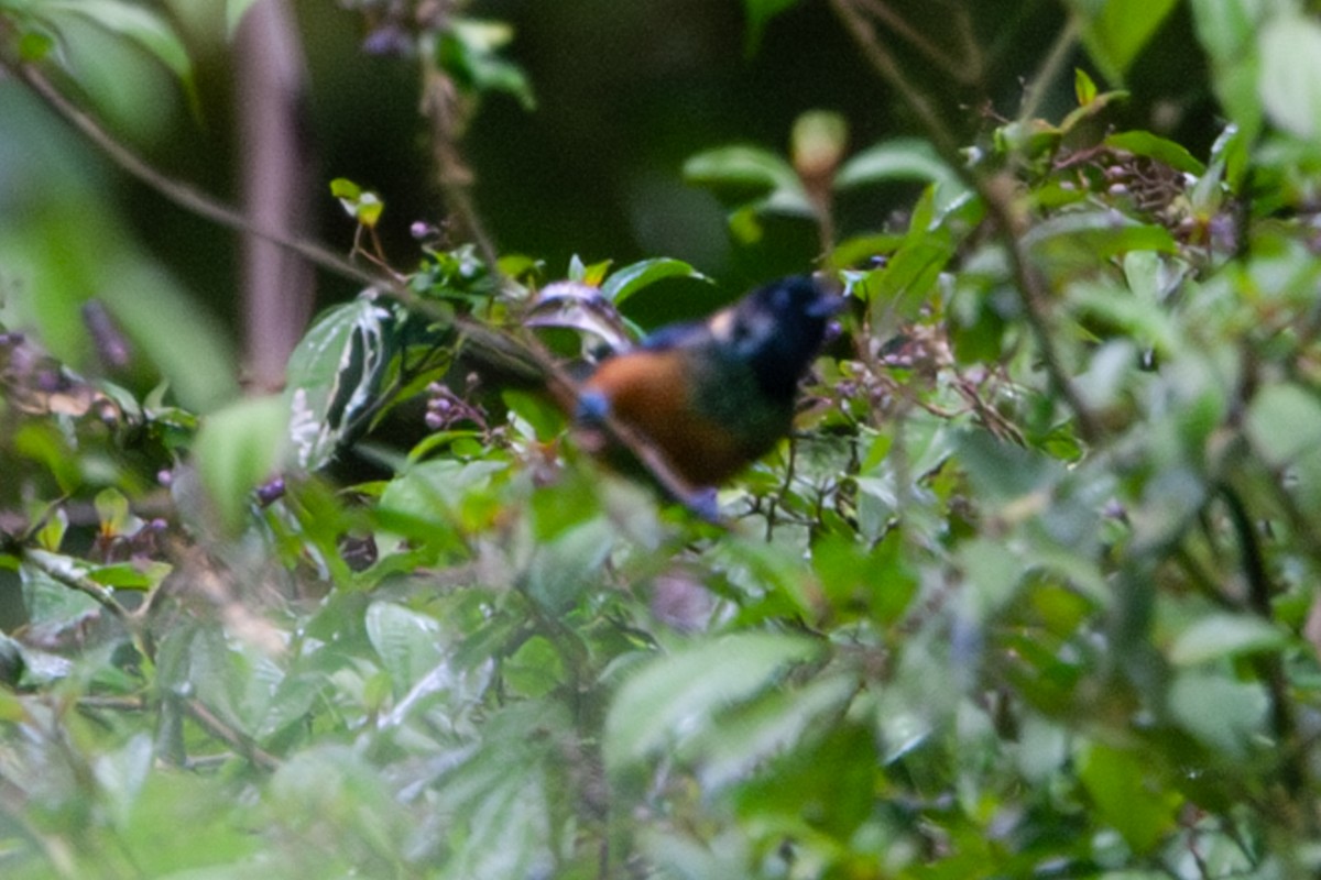 Spangle-cheeked Tanager - ML642171775
