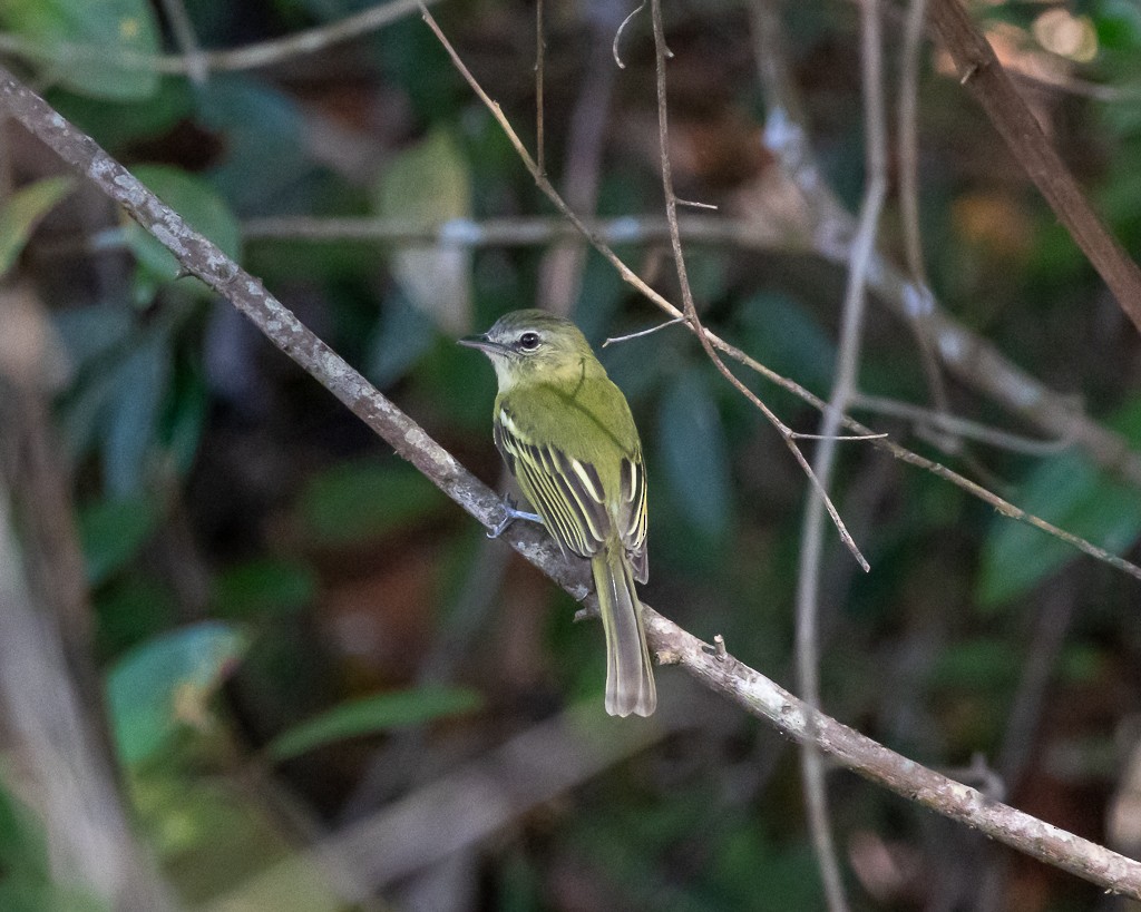 Yellow-olive Flatbill (Mato Grosso) - ML642171777