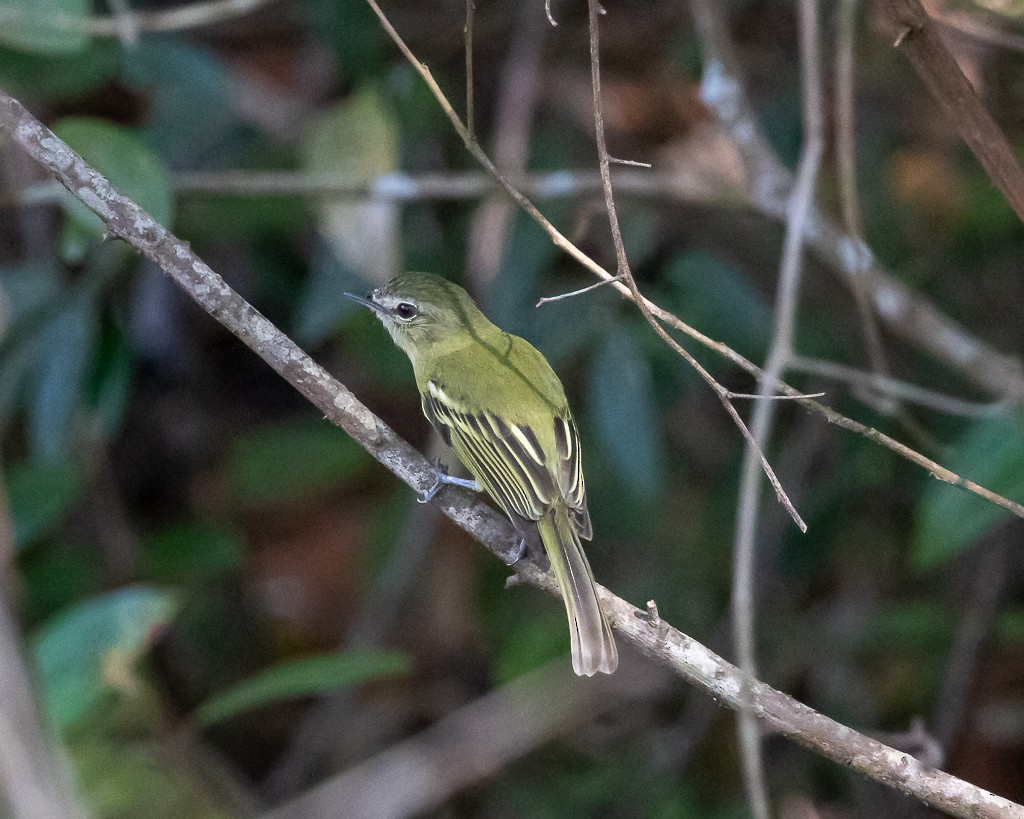 Yellow-olive Flatbill (Mato Grosso) - ML642171778