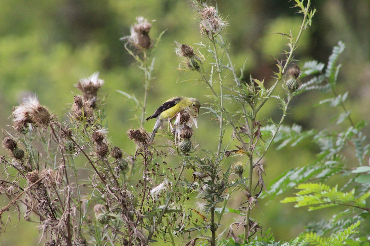 American Goldfinch - Caden Chittick