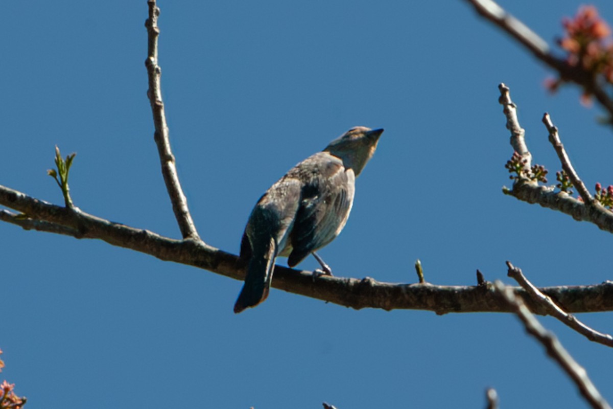 Mountain Thrush - ML642171856