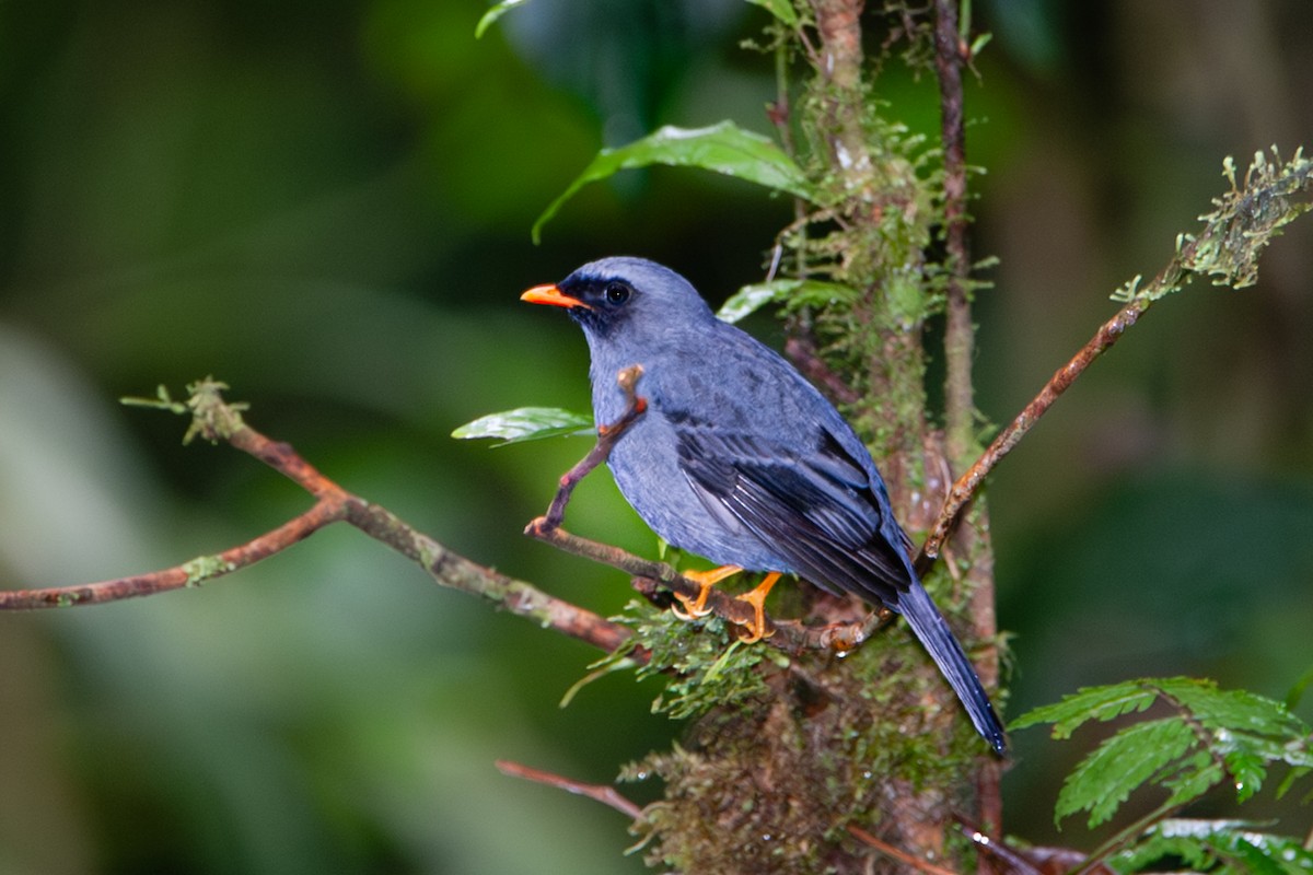 Black-faced Solitaire - ML642171862
