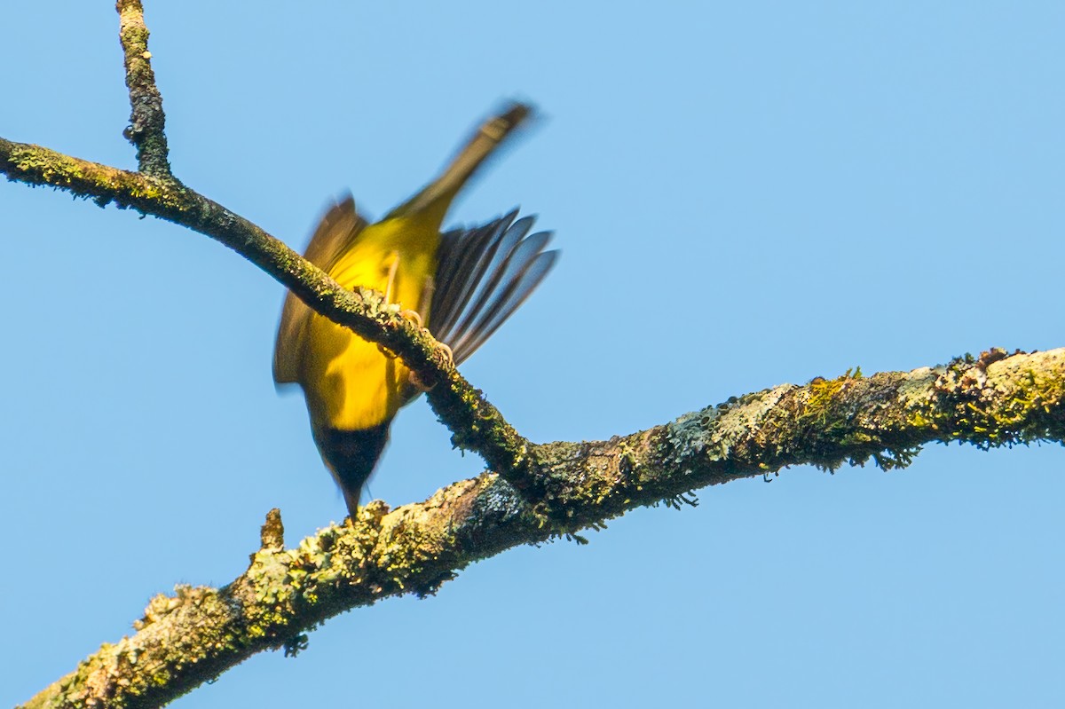 Hooded Warbler - ML642171884