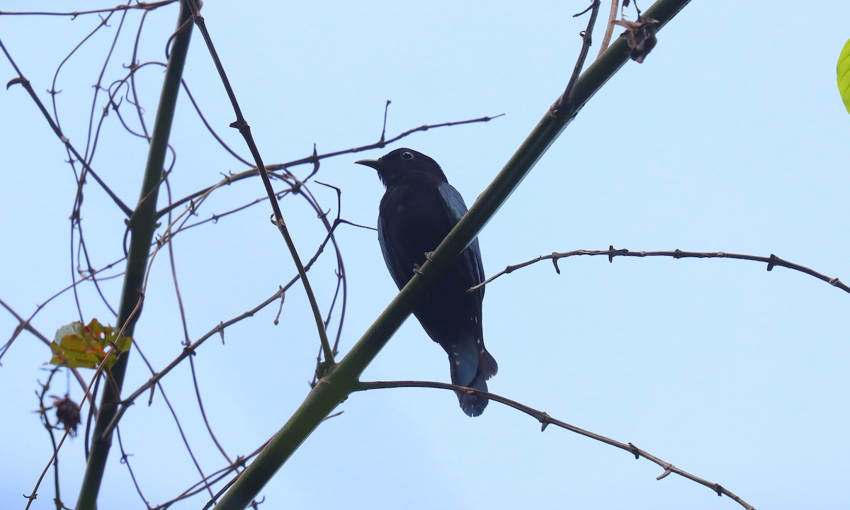 fløyelsdrongogjøk - ML642171892