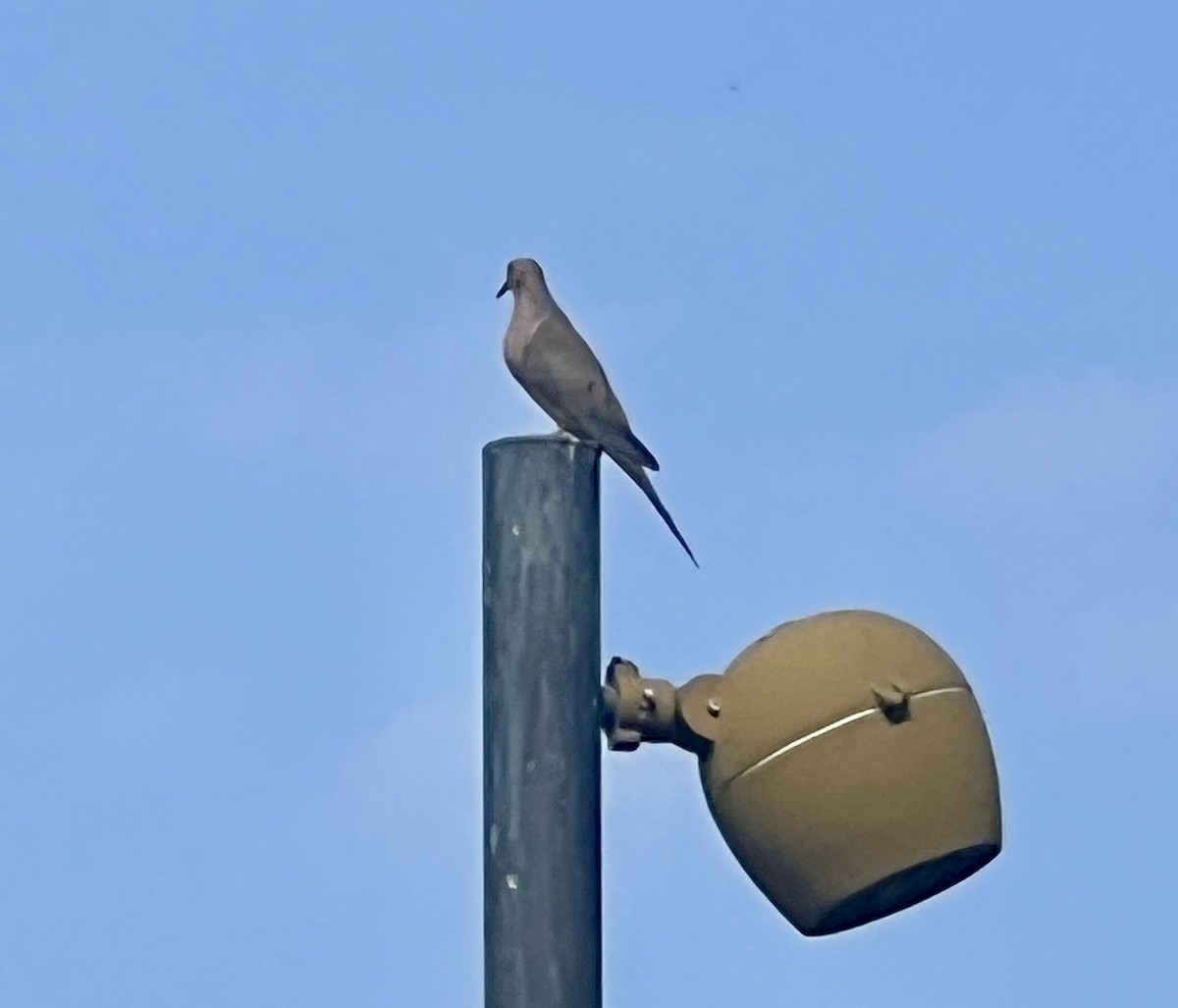 Mourning Dove - ML642171895