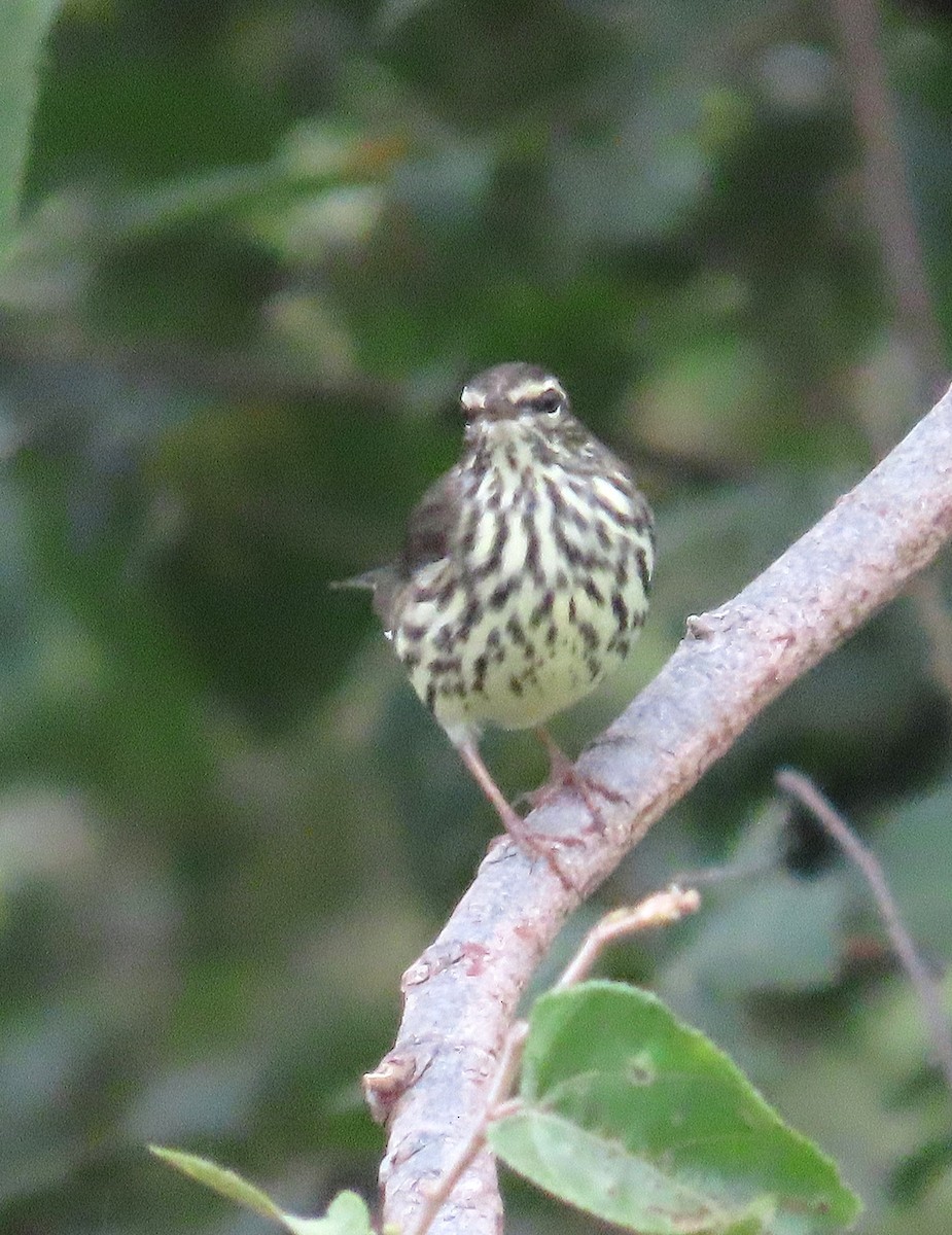 Northern Waterthrush - ML642171899