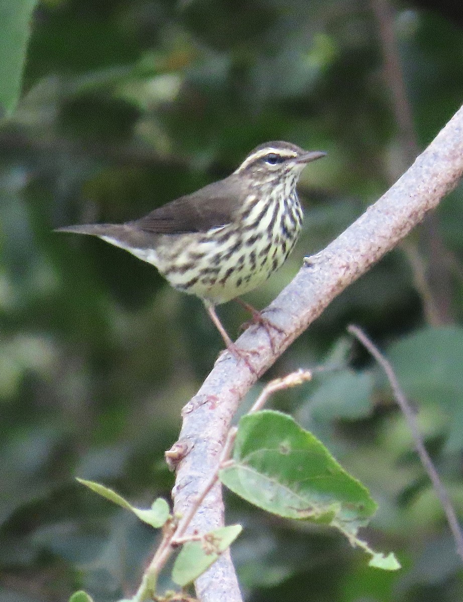 Northern Waterthrush - ML642171900