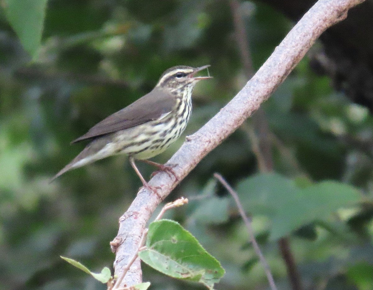 Northern Waterthrush - ML642171902