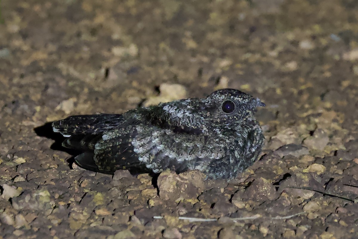 Blackish Nightjar - ML642171907