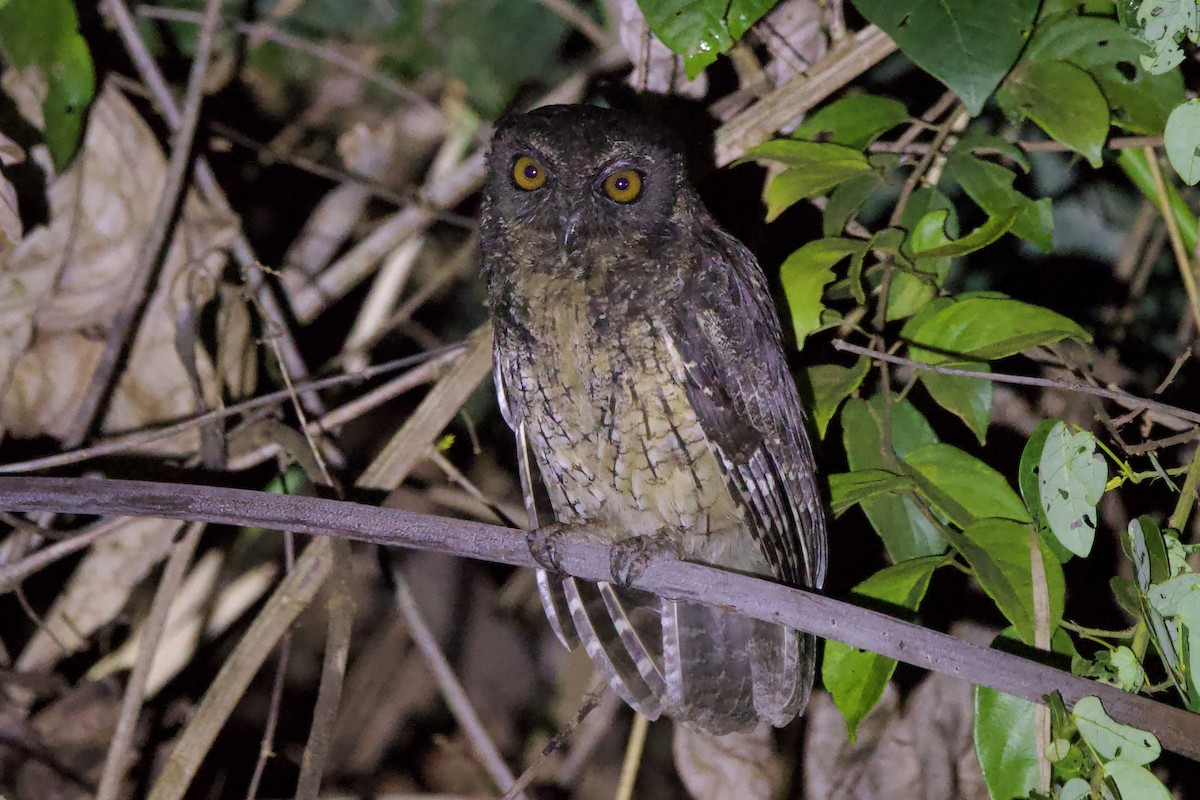 Tawny-bellied Screech-Owl - ML642171913
