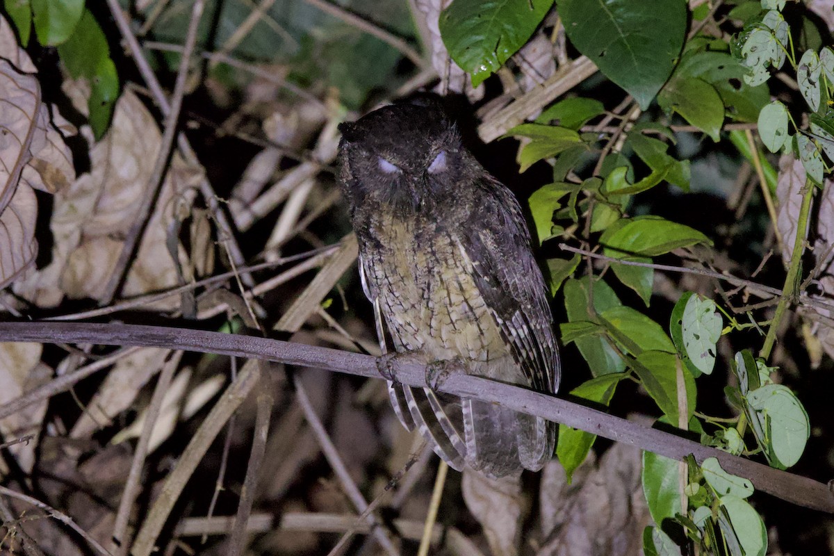 Tawny-bellied Screech-Owl - ML642171914