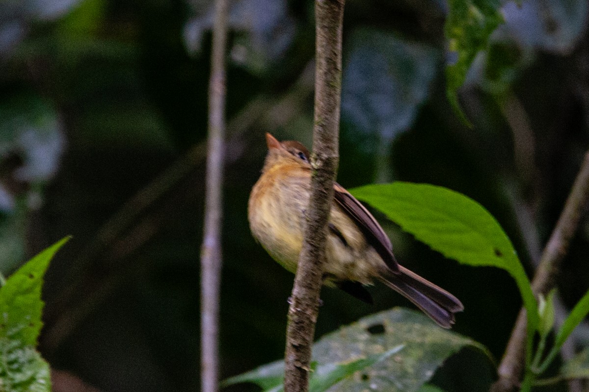 Tufted Flycatcher - ML642171915