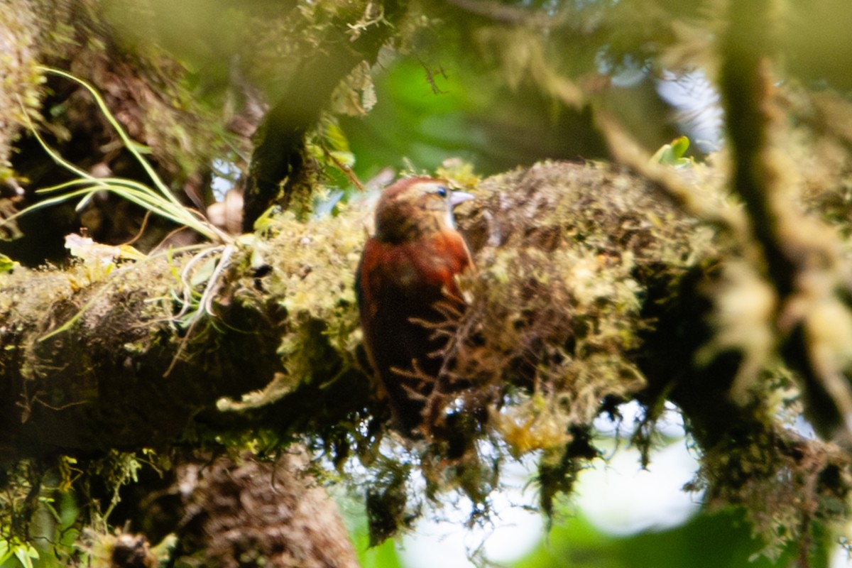 Ruddy Treerunner - ML642171919