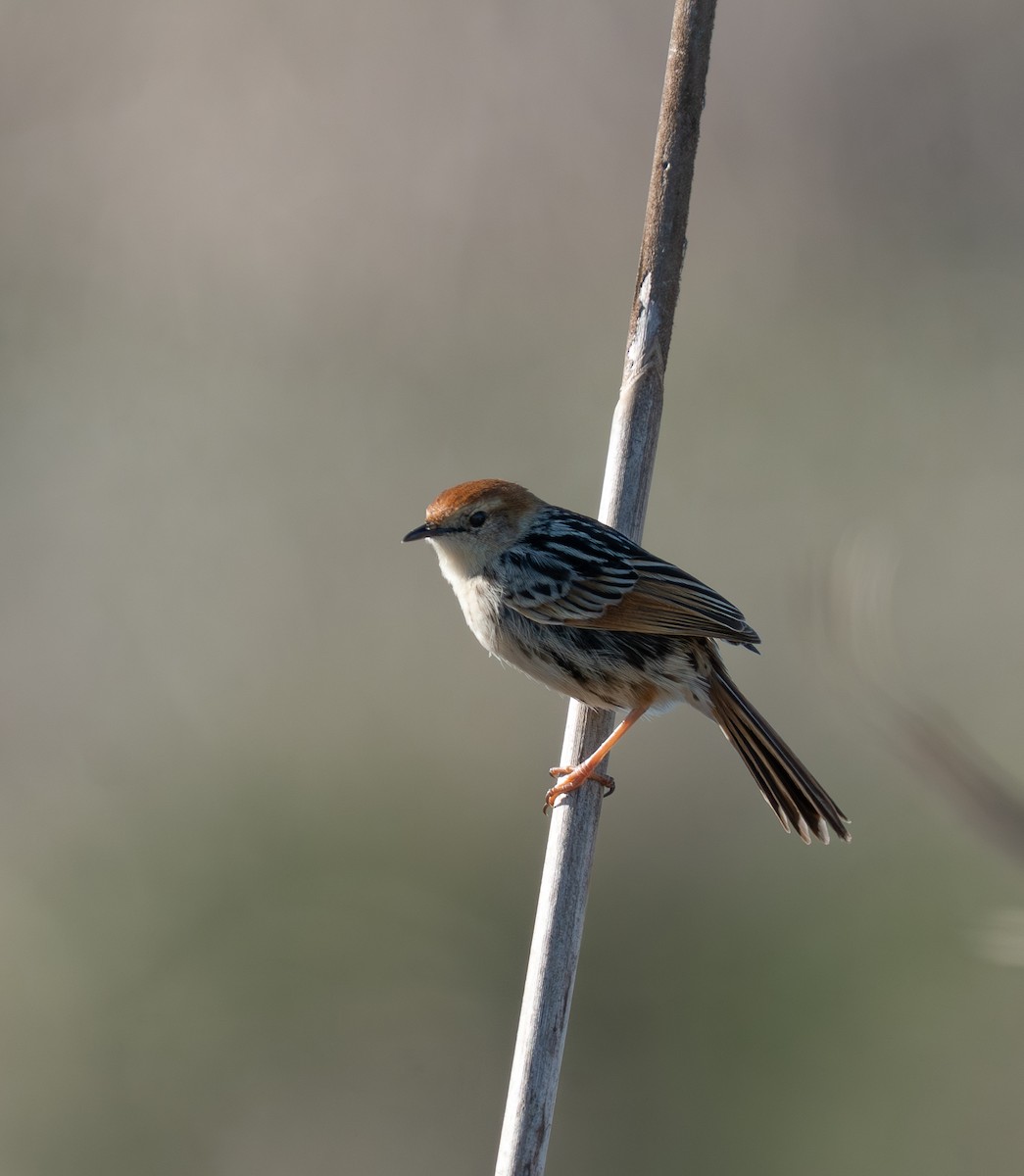 Levaillant's Cisticola - ML642171920