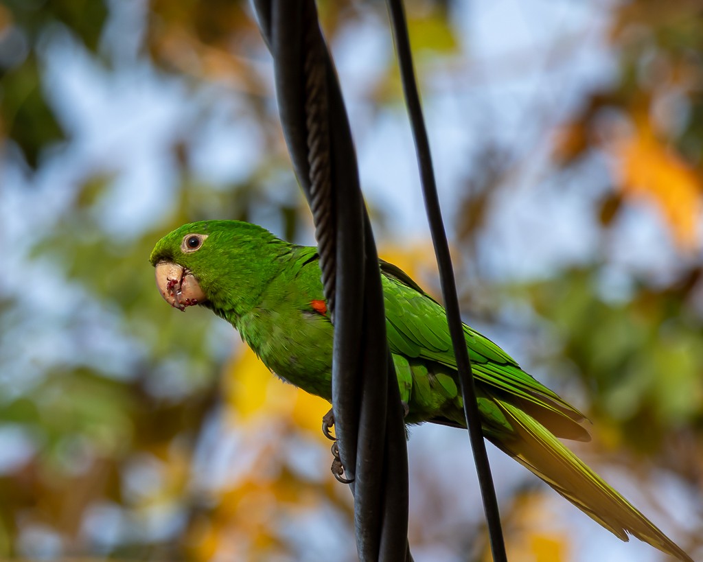 White-eyed Parakeet - ML642171921