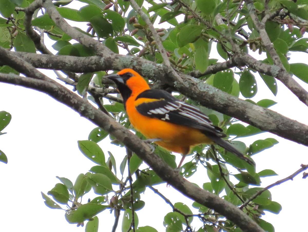 Altamira Oriole - ML642171923