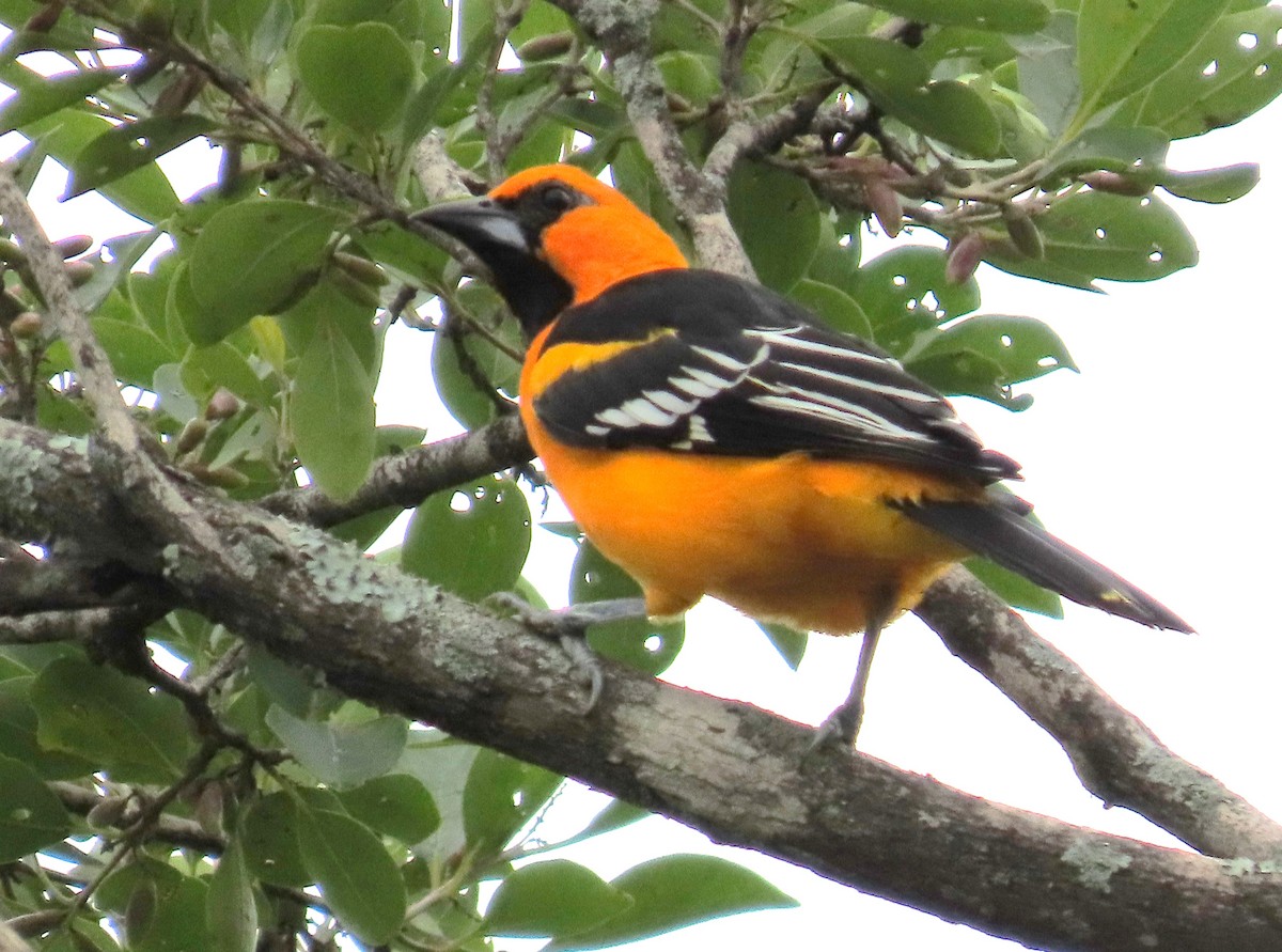 Altamira Oriole - ML642171924
