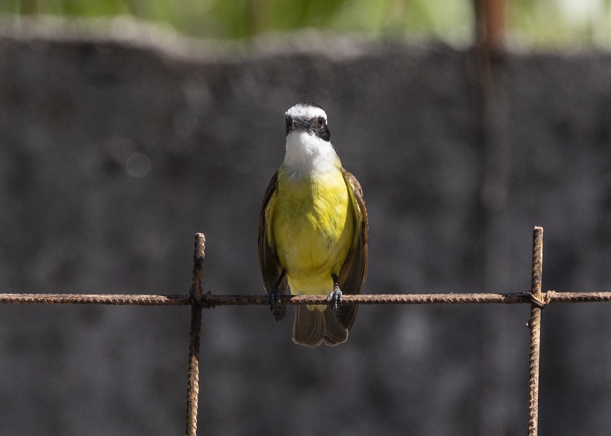 Great Kiskadee - ML642171926