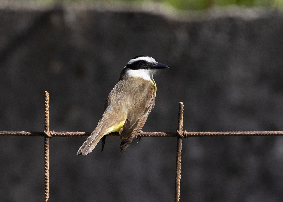 Great Kiskadee - ML642171927