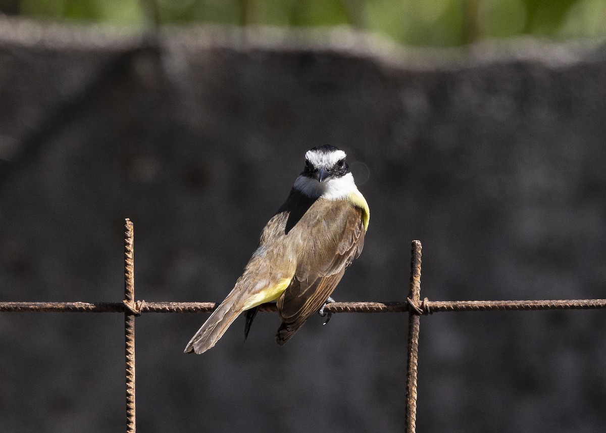 Great Kiskadee - ML642171928