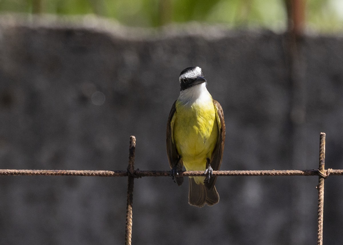 Great Kiskadee - ML642171929