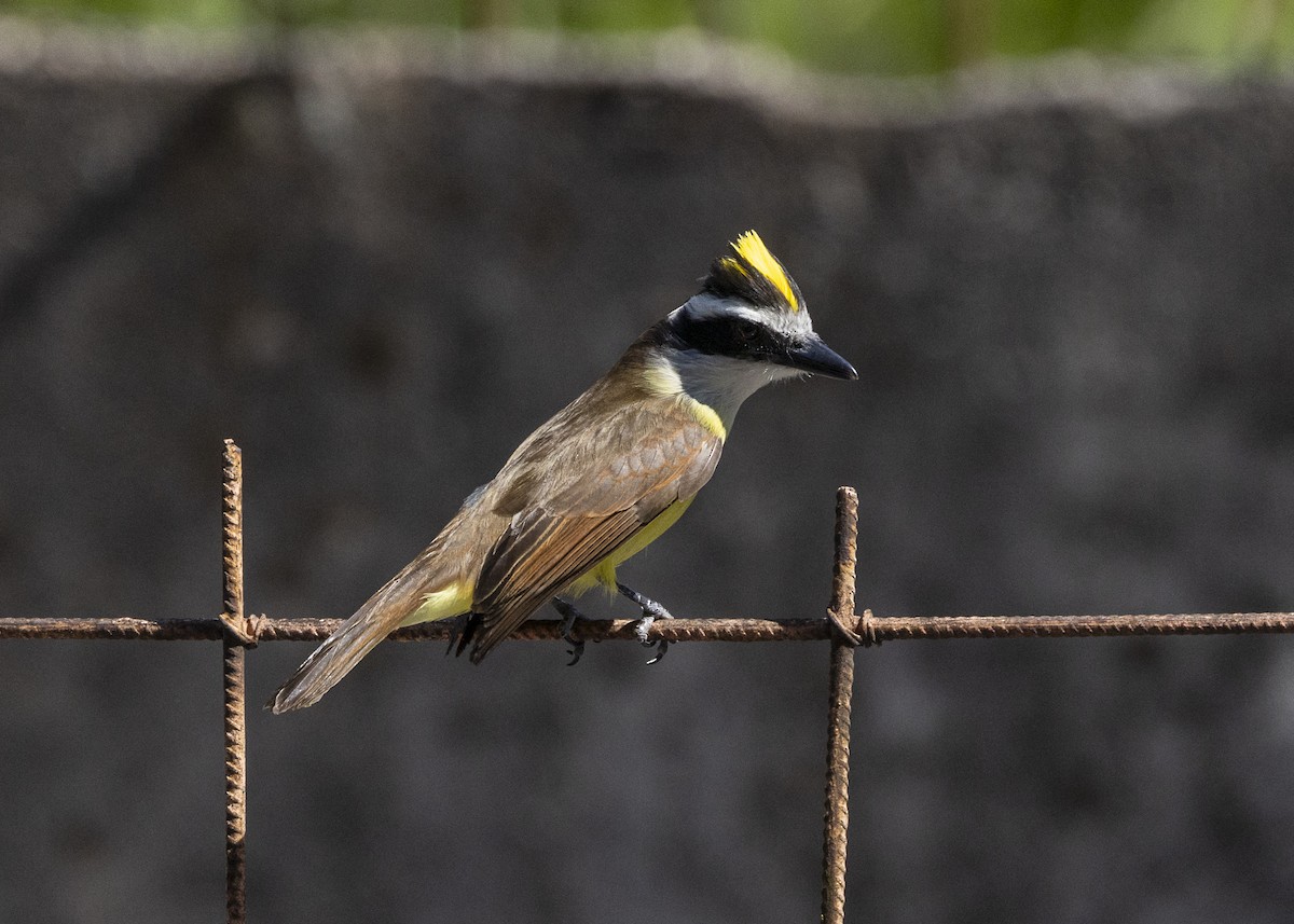 Great Kiskadee - ML642171931