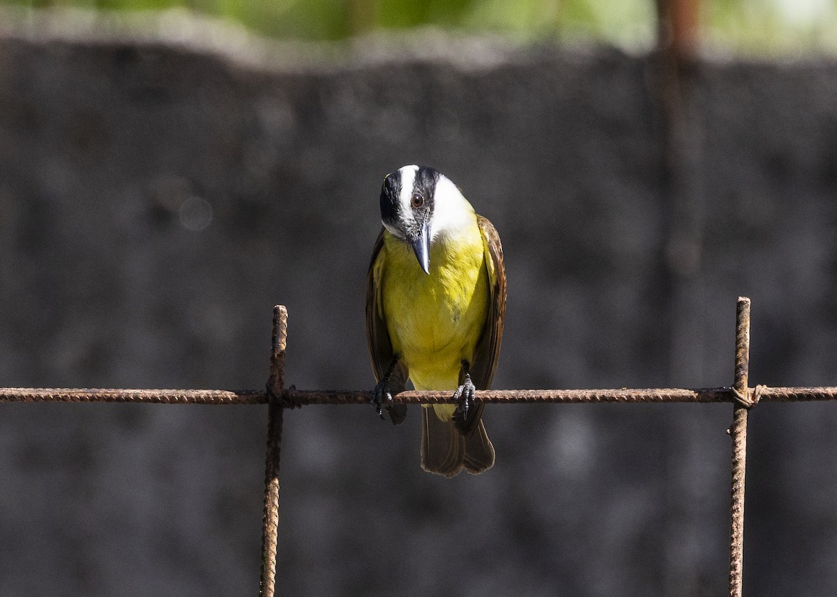 Great Kiskadee - ML642171932